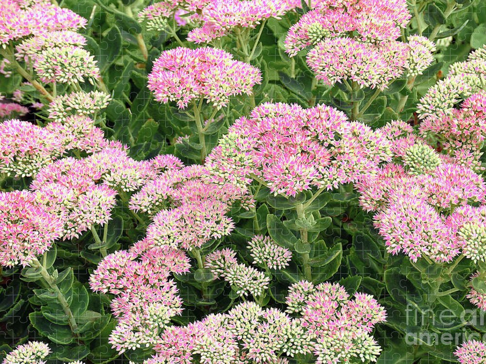 Greeting Card Available Floral Photography Print Various Sizes Available Pink Flowers Photography Fall Garden Photo Pink Sedum